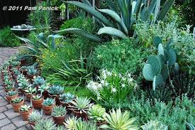 Visit To Plant Delights Nursery Southwestern Garden Agave Collection Digging Architectural Plants Plants Unusual Plants