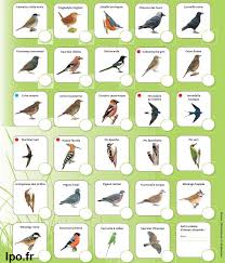 Oiseaux Villes Et Jardin Lpo Oiseaux Des Jardins Documentaire Animaux Oiseaux