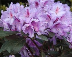 Rhododendron Lavender Princess Rhododendron Hybride Lavender Princess Gunstig Online Kaufen Fliederfarben Pflanzen Bestellen Flieder