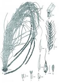 Image result for Tripogon