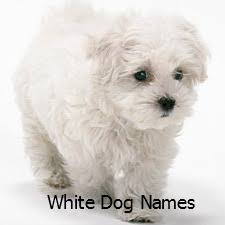 Think puppy names like charlie, cooper, and cleo…or word names like cookie, chief, and captain. Girl Dog Names Beginning With C Cute Clever Comical