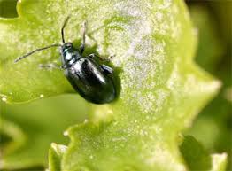 Jouer au jeu jardin insecte : Les Envahisseurs Du Jardin Nos Fiches Conseil Fiches Pratiques