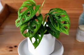 Extensive array of colorful and seasonal plants for your projects. Swiss Cheese Plant Indoor Care And Growing Guide