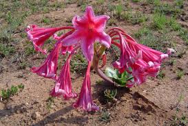 Image result for Crinum stuhlmannii