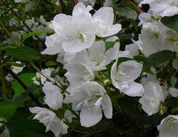 This generalized list is a starting point for finding plants for your clay soil garden. Top Recommended Shrubs For Clay Soil Gardening Learning With Experts