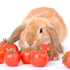 Once caught in a trap they are temporarily defined as protected, meaning the trapper. Can Rabbits Eat Tomatoes Vet Explains Pets