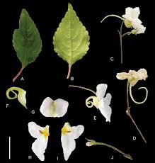 Image result for Impatiens rubromaculata