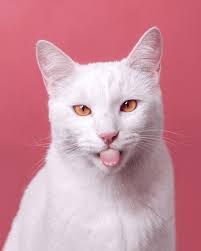 6+ Thousand Cat Sticking Out Tongue Royalty-Free Images, Stock Photos &  Pictures