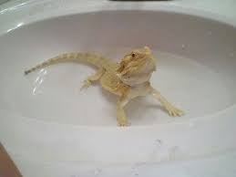 In today's video i decided to share with you how to give a baby bearded dragon a bath and keep them hydrated. My Lizard Taking A Bath Baby Bearded Dragon Bearded Dragon Lizard