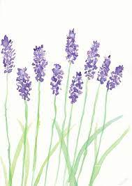 Watercolor Paintings Of Lavender Lavender Watercolor Watercolor Watercolor Paintings Watercolor Paintings For Beginners Watercolor Flowers Flower Drawing