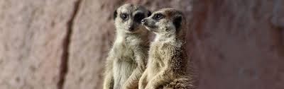 Check spelling or type a new query. Gaiazoo Zuid Limburg Holland Com