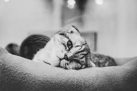 How much does pet euthanasia cost? How Much Does It Cost To Put A Cat To Sleep Cloud 9 Vets