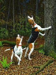 This unique breed is said to be among the oldest and most primitive. 29 Walker Coonhound Ideas Walker Coonhound Coonhound Treeing Walker Coonhound
