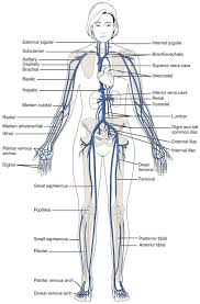 12 Circulatory System Major Veins Circulatory Anatomyd Net In 2020 Human Anatomy Picture Body Diagram Human Body Anatomy