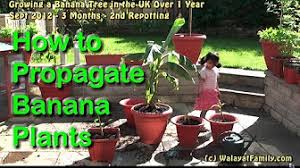 Call us on 020 7627 0800 email info@glut.co.uk or visit our faqs. Growing Banana Trees In The Uk Walayat Family Youtube