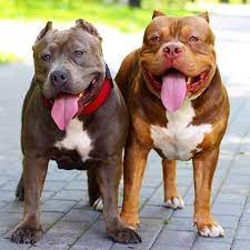 1,349 likes · 71 talking about this · 164 were here. Cho Pitbull Má»™t Goc Nhin Khac Gia Mua Ban Cho Pitbill Tphcm Va Ha Ná»™i