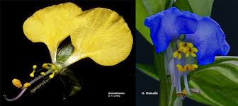 Image result for Commelina congesta