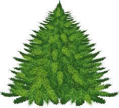 Fir Tree Png Image Fir Tree Tree Conifer Trees
