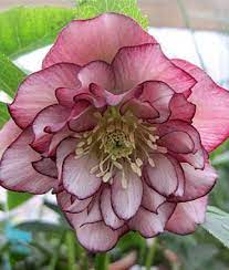 Pin On Garden Looks I Love