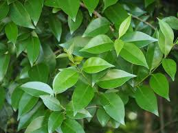 Image result for Ligustrum lucidum