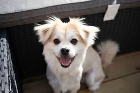 Winter park pet concierge is a specialized dog walking & pet sitting service. Paws Abound
