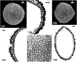 Image result for Tragiella natalensis