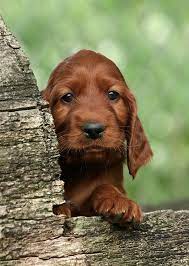 Everything Top Dog Irish Setter Puppies Irish Setter Puppy Irish Setter Dogs Setter Puppies
