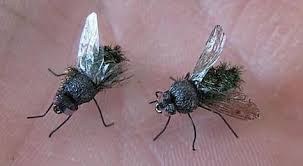 13 Astuces Naturelles Pour Chasser Les Mouches Definitivement Faire Fuir Les Mouches Astuces Trucs Et Astuces
