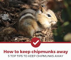 Keep destructive rodents from ruining your garden and interfering with your home's foundation using these humane methods for how to get rid of chipmunks. How To Keep Chipmunks Away 5 Expert Ideas For 2021