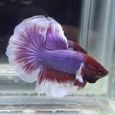 Tolong jgn tanyakan kapan dikirim krn kami selalu usakan secepatnya krm paket. Jual Ikan Cupang Halfmoon Lavender Kota Tangerang Selatan Anak Anak Ikan 117 Tokopedia