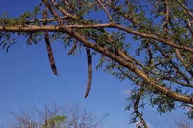 Image result for Acacia hereroensis