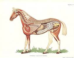 Horse Digestive System Internal Anatomy