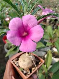 Image result for Pterodiscus aurantiacus