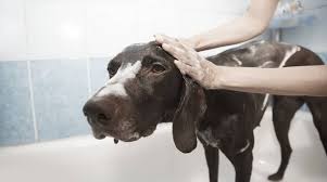 Trova case vacanza, appartamenti, ville e b&b in provincia di bergamo. Quante Cure Richiede Il Pelo Del Vostro Cane I Consigli Per Non Esporlo A Rischi Bergamo News