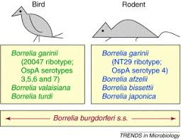 Maybe you would like to learn more about one of these? Host Association Of Borrelia Burgdorferi Sensu Lato The Key Role Of Host Complement Trends In Microbiology
