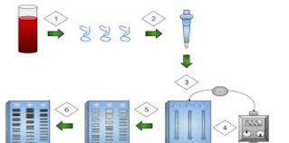 Conversely, if the two dna profiles do not match, then the evidence cannot have come from the suspect. What Is Dna Fingerprinting Write Any Four Applications Class 12 Biology Cbse