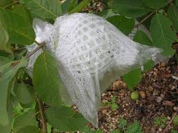 Guava whiefly is greenish yellow with a whitish covering of wax; Hs4 Mg045 Guava Growing In The Florida Home Landscape