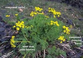 Image result for Apiaceae