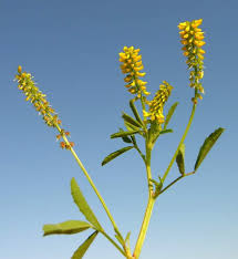 Image result for Melilotus indicus