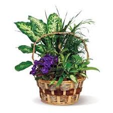 Cheap bouquets by bunches from just £14.99. Botanical Garden Plants Unique Plants Container Plants