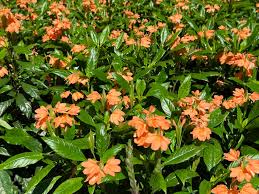 Image result for Crossandra infundibuliformis