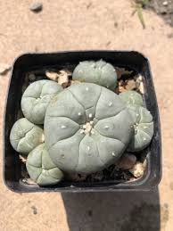 Image result for Loxodera caespitosa