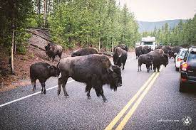 It was the world's first national park and is one of america's most famous thanks to the old faithful geyser and grand prismatic spring. Yellowstone Nationalpark Tiere Die Du Im Park Sehen Kannst Feel4nature