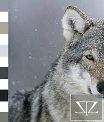 Wolf Color Palette Wolf Nature Wolf Colors Husky Colors Color Palette