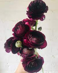 Burgundy Ranunculus Wine Colored Flowers Green Bee Floral Designs Beautiful Flowers Flowers Beautiful Bouquet Of Flowers