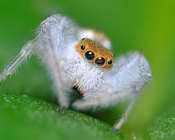 Black And White Spider Texas Poisonous Venomous Spider In Texas Pet Spider Jumping Spider Spider Mites