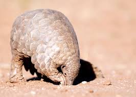 Explore a wide range of the best pangolin scales on aliexpress to find one that suits you! 60 Pangolin Facts Guide To All 8 Species Sweet Scaly And Endangered Everywhere Wild
