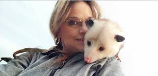 Carr, the cinnamon opossum out for a stroll. #opieacres #opieheaven