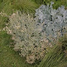 Image result for Crambe