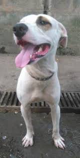 Check spelling or type a new query. Aspin Dog Breed Information